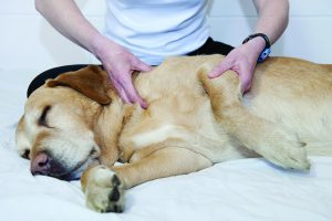 Canine massage, dog massage, pet massage